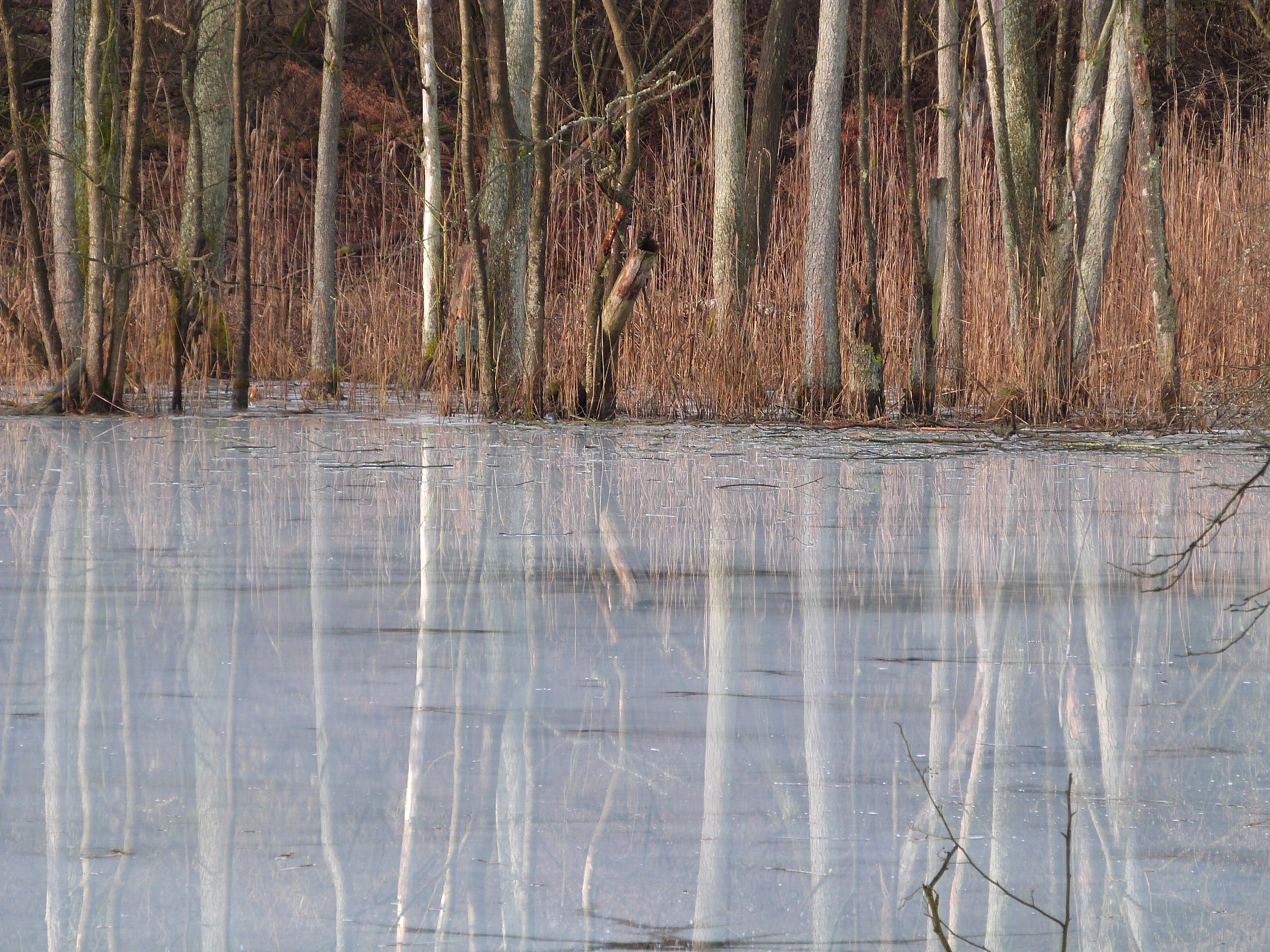 Zugefrorener Waldsee bei Chorin, Foto: (c) Harry Adler